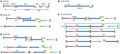 Evaluating Efficiencies of Dual AAV Approaches for Retinal Targeting